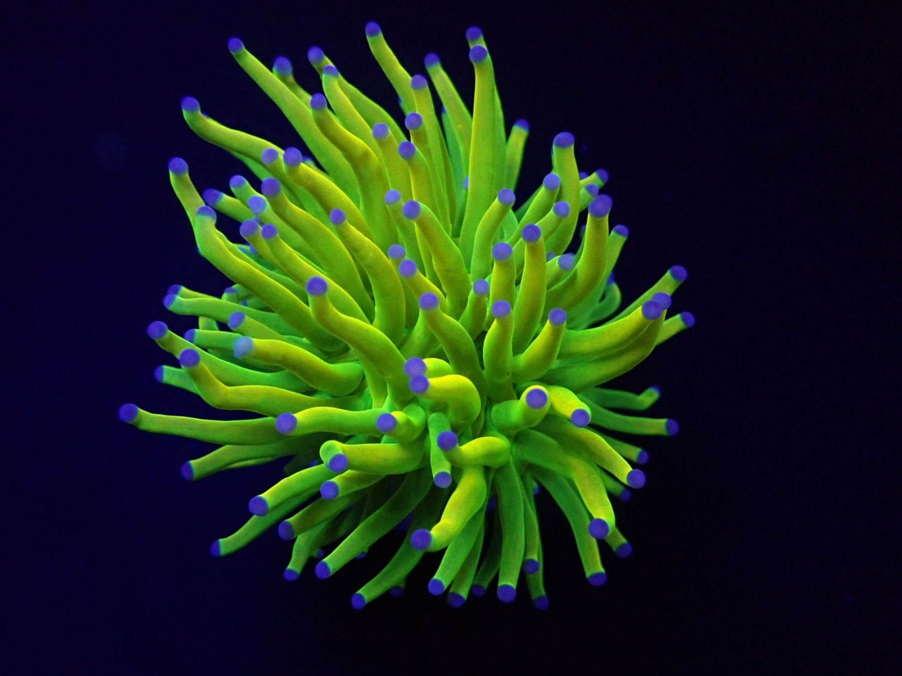 Euphyllia glabrescens (Holy Grail) (1 Kopf)